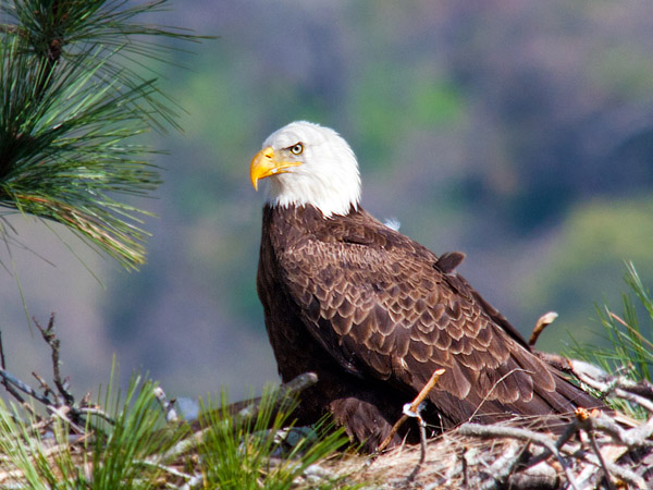 bald eagels